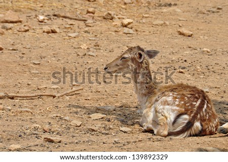 Fallow deer animal resting. Doe with spotted coat native to Rhodes island, Greece.