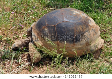 Aldabra giant tortoise feeding on grass. Reptile animal.