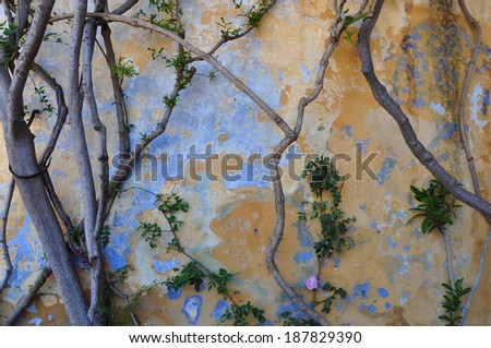 Old textured wall and tree branches abstract background.