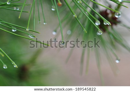 Raindrops on pine tree needles abstract nature background.