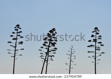 Agave tree century plant with flowers abstract silhouette against blue sky.