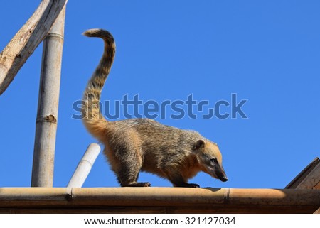 Ring tailed coati with long tail. Wild animal.