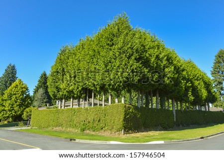 Green hedge from trees and bushes around a house. High surrounding tree hedge. Corner of green hedge on blue sky background