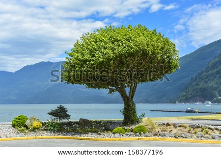 Lonely tree on a shore. Harrison lake, British Columbia, Canada.\
Peace of mind view on a lake shore.