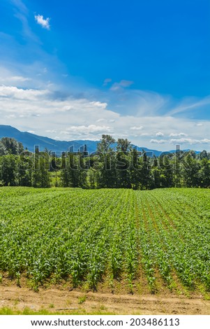 Farmer\'s field with corn growth from the ground. Farmer\'s field with mountain and blue sky background. British Columbia, Canada.