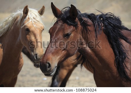 Wild Horses.\
\
Found these wild horses on my way to Mesa Verde.