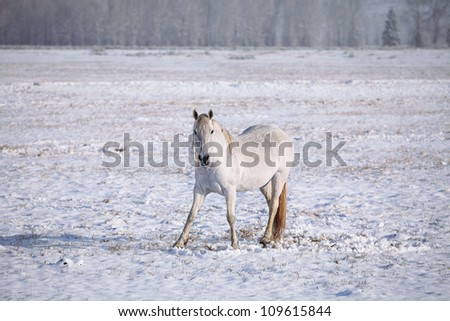 White horse on snow.\
\
 In a cold wet morning this horse was staring as I was walking pass it on the trail. Montana USA.
