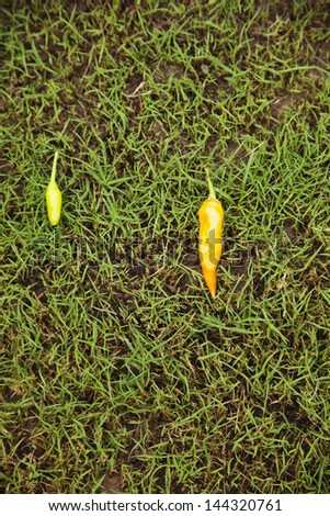 Close-up of chili peppers on grass, Mussoorie, Dehradun District, Uttarakhand, India