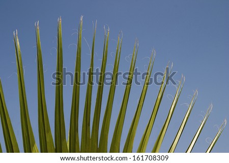 Close-up of palm leaves, Garden of Five Senses, Saidul Ajaib, New Delhi, India