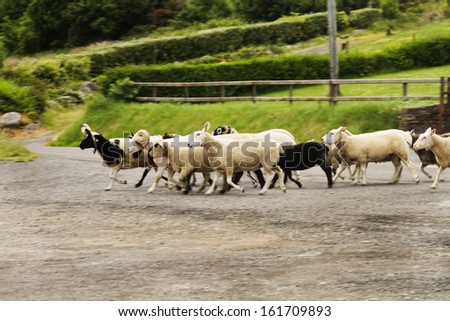 Flock of sheep crossing the road, Ring Of Kerry, County Kerry, Republic of Ireland