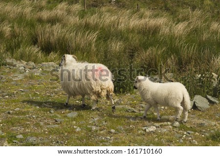 Sheep in a national park, Killarney National Park, Killarney, County Kerry, Republic of Ireland