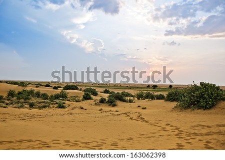 Bush growing on arid landscape, Jaisalmer, Rajasthan, India