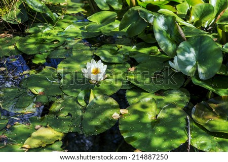 Beautiful Water lily, water plant with in a pond