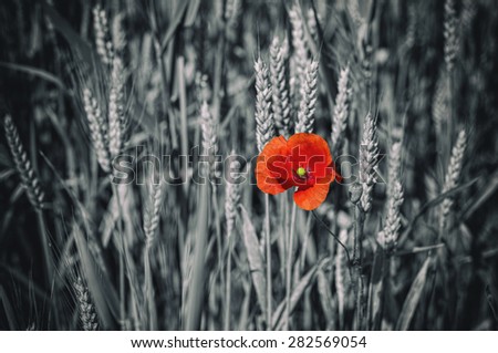Vintage poppy flower on black and white a wheat field background