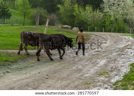 Man leading cows on the way back home from the field