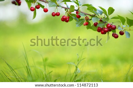 Cherry on the Tree
