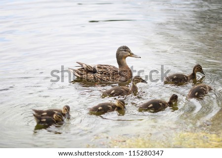 wild duck and ducklings