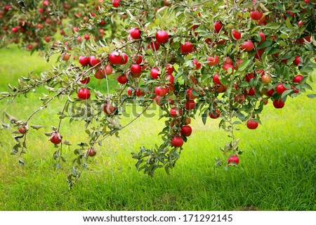 Trees With Red Apples In An Orchard