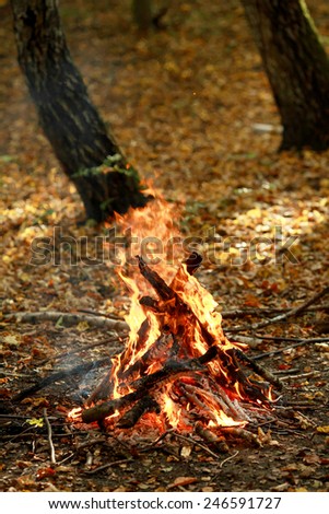 Fire in the autumn forest
