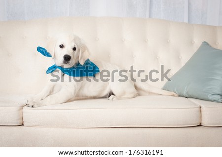 White Retriever Puppy Sitting On A Sofa Wearing A Blue Scarf In Studio