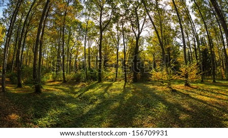 Magic autumn forest