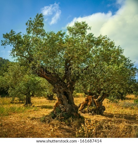 An Old Olive Tree In Greece, Zakynthos.