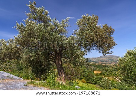 Lonely tree in the mountains of Crete, Greece