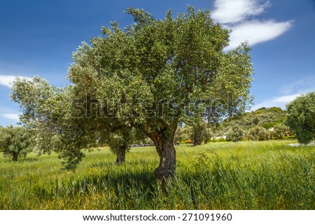 Lonely olive tree in Greece, Crete