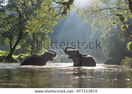 Thailand elephants in the river