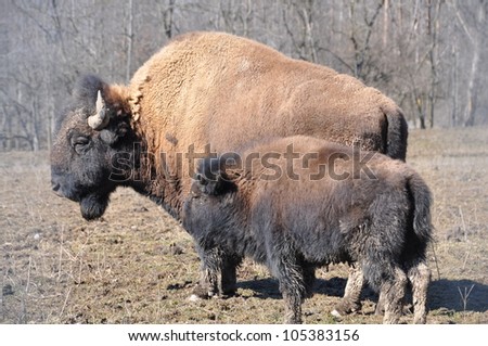 Buffalo Cattle