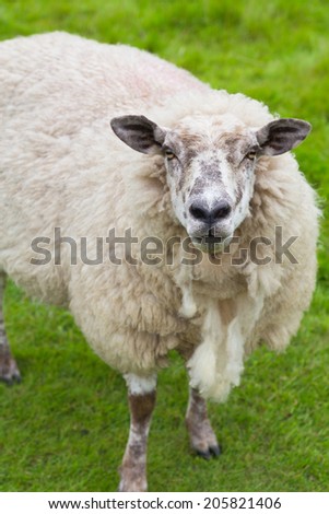 Old sheep on field