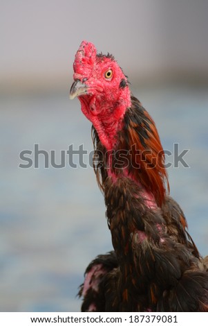 mature chicken that had to fight with other