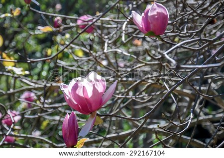 Tulip tree, japanese magnolia tree, saucer magnolia tree, South Africa