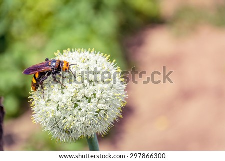 Bee on white garlic flower