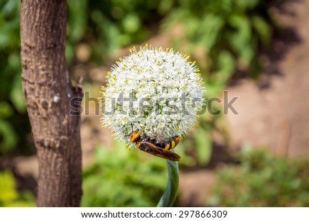 Bee on garlic flower
