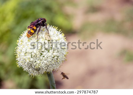 Huge bee on white garlic flower
