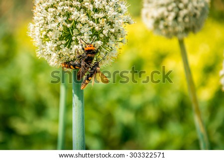 Two bees on white garlic flower
