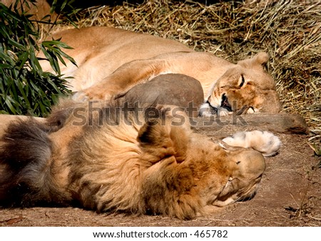 couple of lions he and she