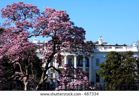 White House in time of cherry blossom