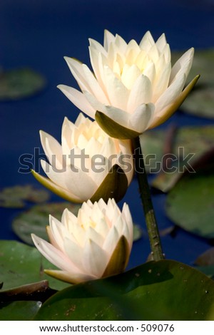 three light pink yellowish water lilys on a deep blue pond in water garden