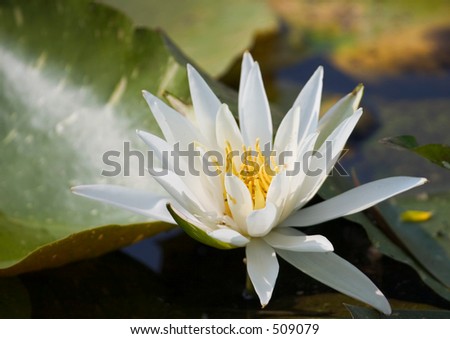 very bright white water lily. looks like star