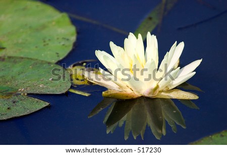 light yellow water lily reflected in lily pond