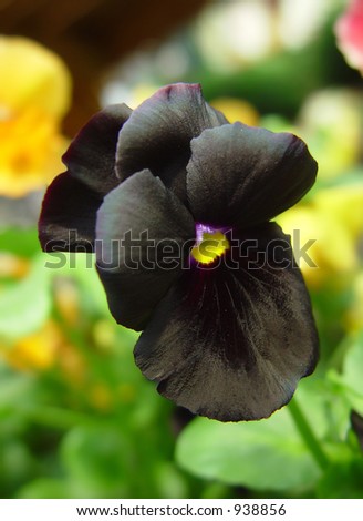 black pansy close-up
