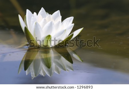 white delicate water lily