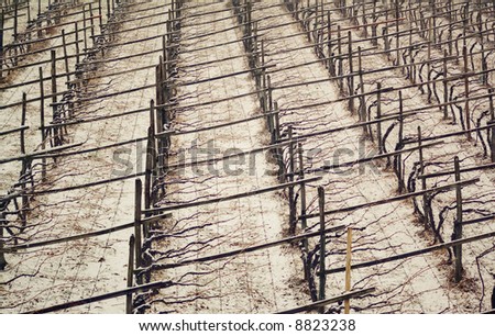 vineyard frozen in winter time, january