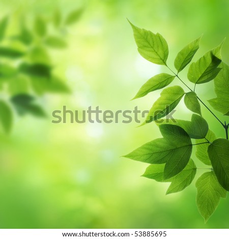 Green Backgrounds on Green Background Stock Photo 53885695   Shutterstock