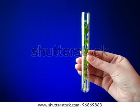 Plant in a test tube in hands of the scientist