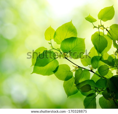 Fresh And Green Leaves