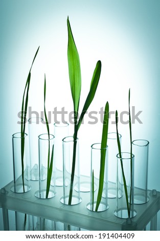 Small plants germinate in test tube, Genetically Modified Organisms