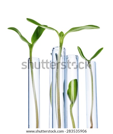 Test Tubes with small plants Isolated on white. Genetically Modified Organisms